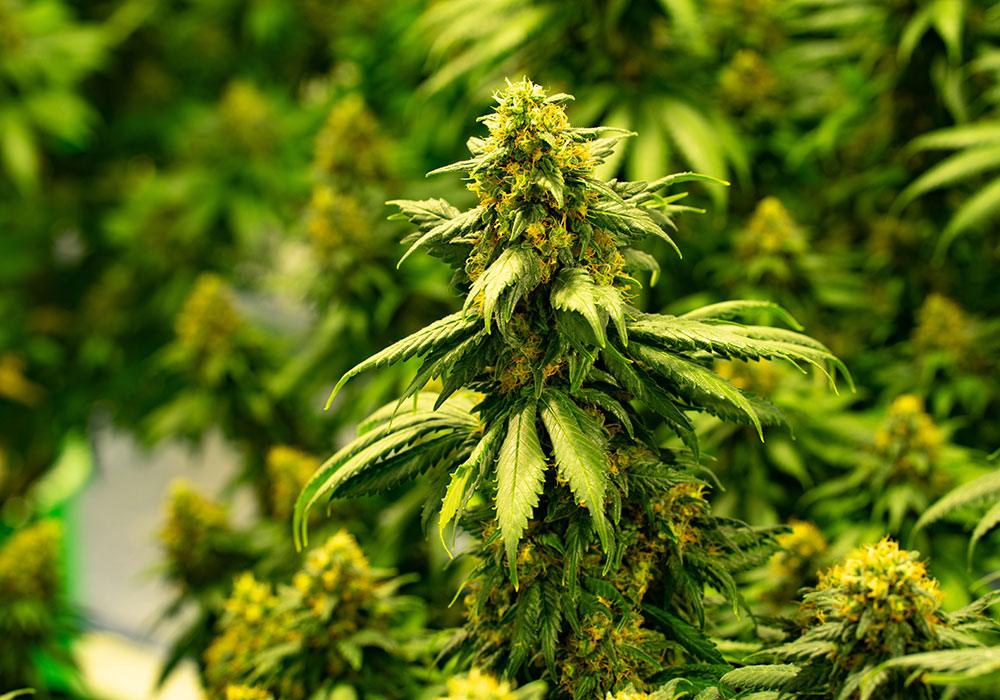 Cannabinoids: An Overview  Enecta