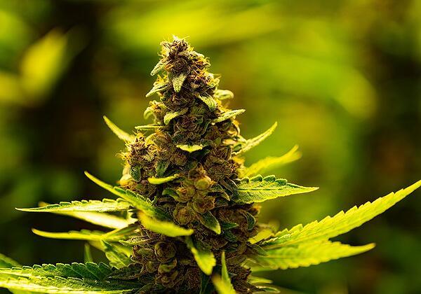 CBN: what is cannabinol – Enecta