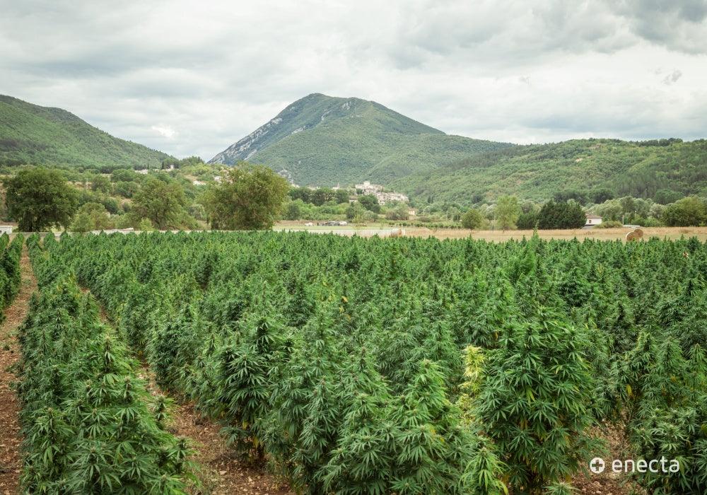 Hemp biomass for extraction: what is it used for? - Enecta.en
