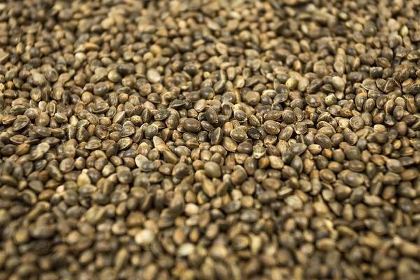 Hemp seeds with high cannabinoid content: Enectaliana and Enectarol