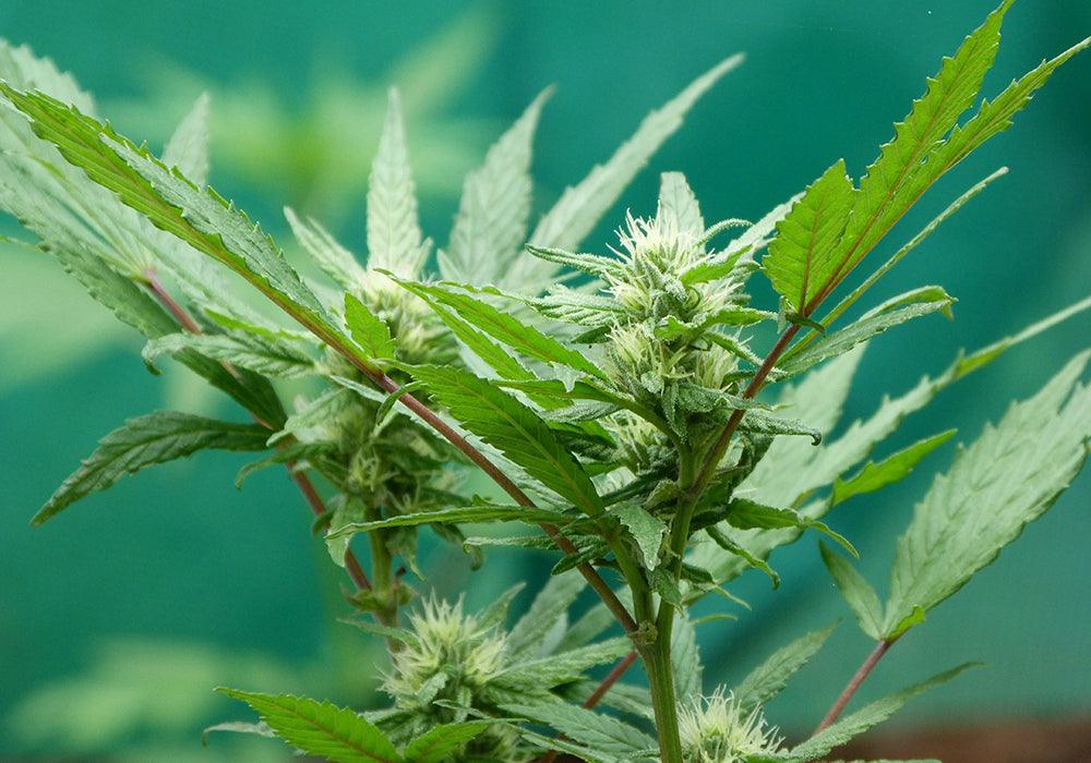 The CBG therapeutic properties – Enecta