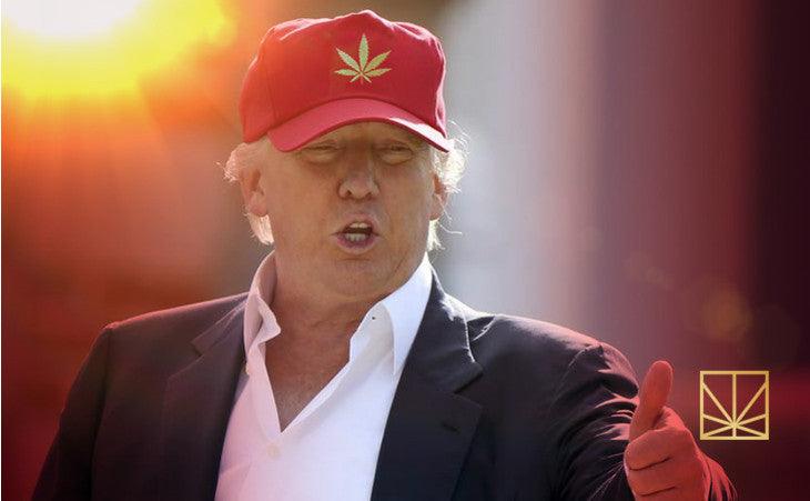 Trump's plan about Cannabis - Enecta.en