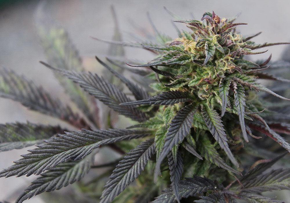 CBN (Cannabinol): la guía completa – Enecta