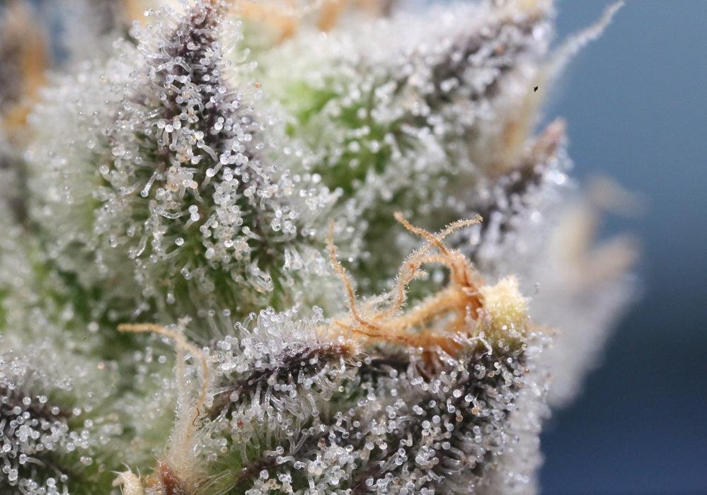 Cannabinoids and Terpenes: How do they Interact?