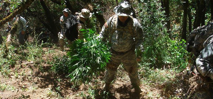 DEA refuse to acknowledge the potential of cannabis
