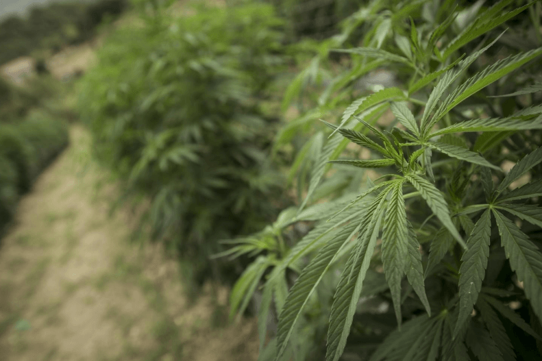 Does CBD create dependence? The reply from a report of the WHO