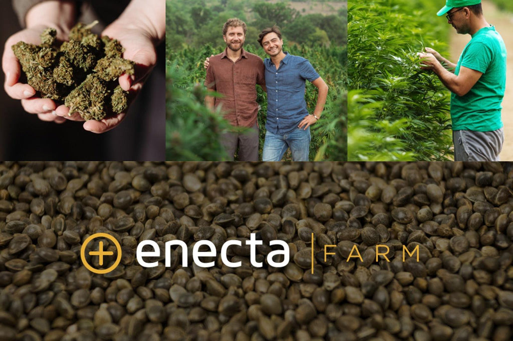 Enecta farm: bringing safe innovation to the hemp industry
