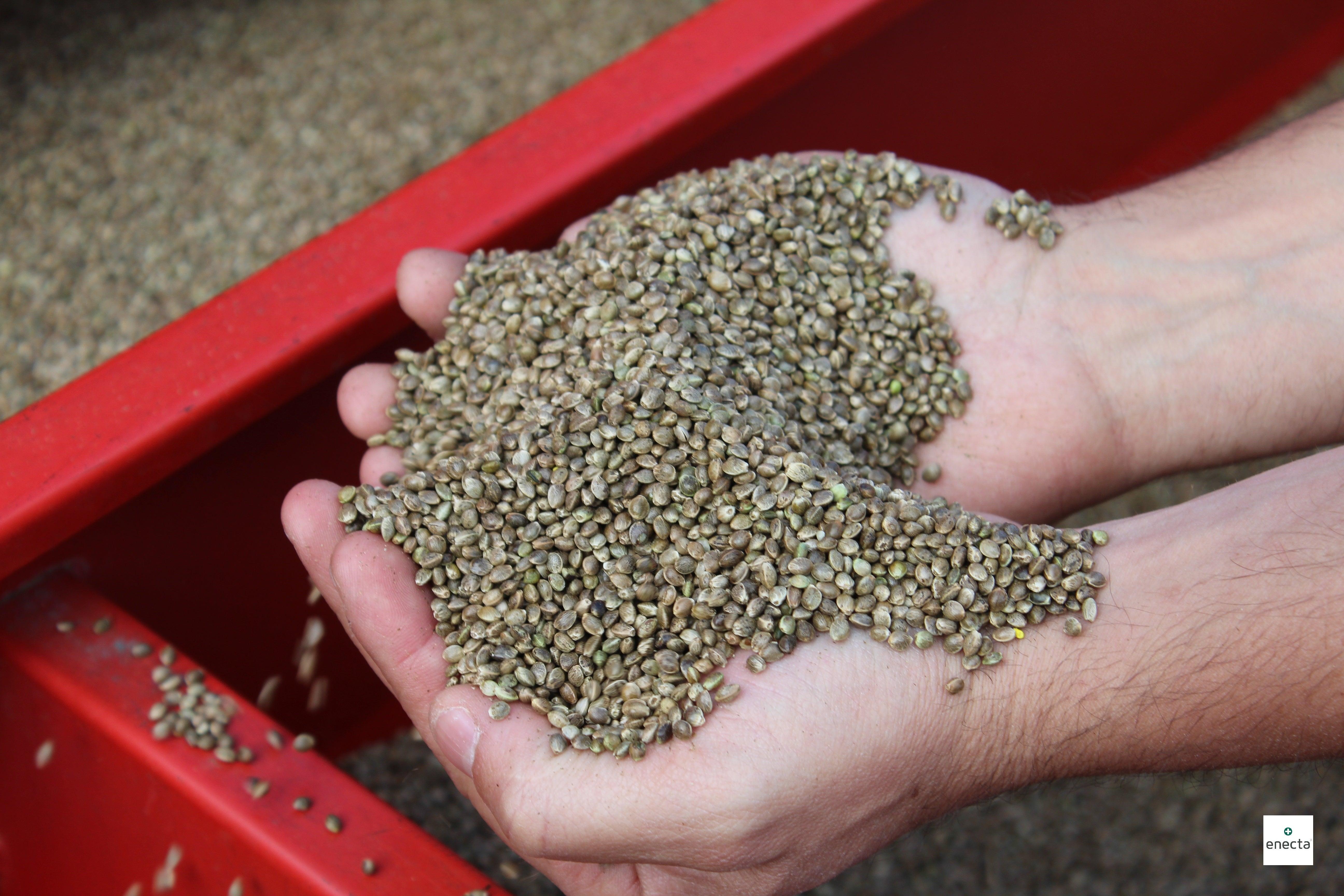 Enecta Food properties uses Hemp Seeds  