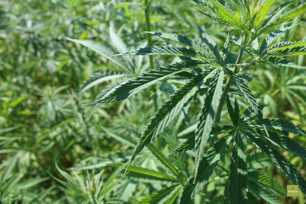 Enecta, Myths surrounding Cannabis - dispelled