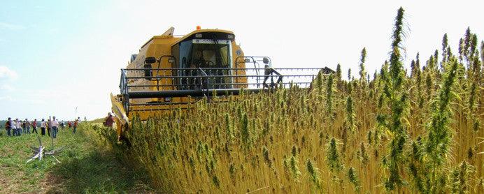 Five questions about Hemp in Italy