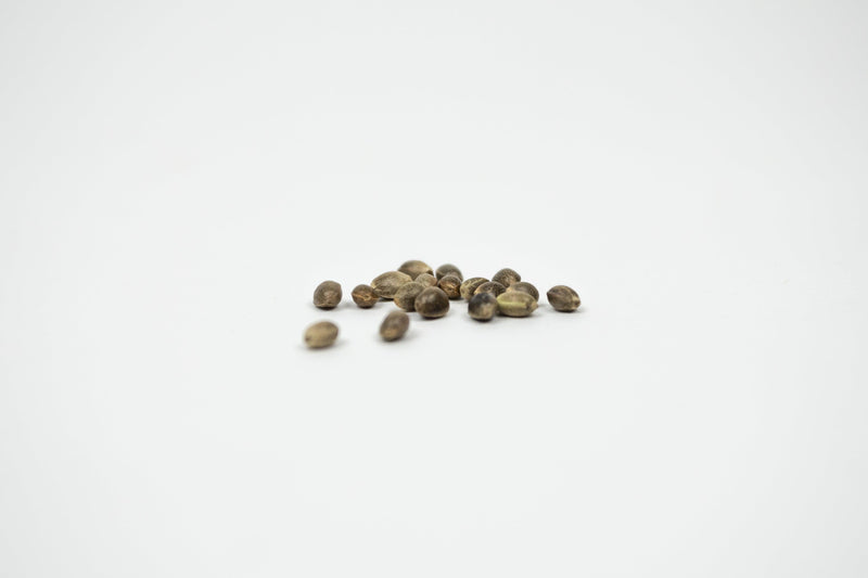 From seeds to flowers: Enectaliana - Enecta.en