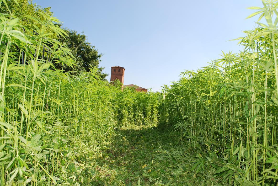 Hemp in Italy – perfect conditions for a high quality crop - Enecta.en