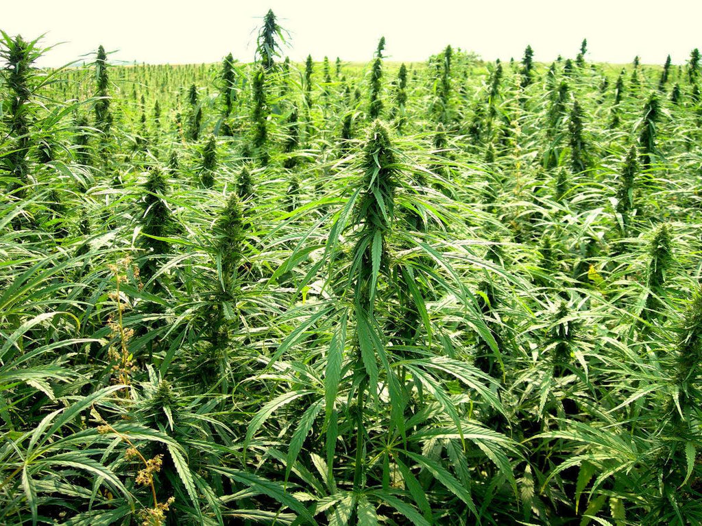 Hemp is Helping to Clean Radioactive Sites One Plant at a Time