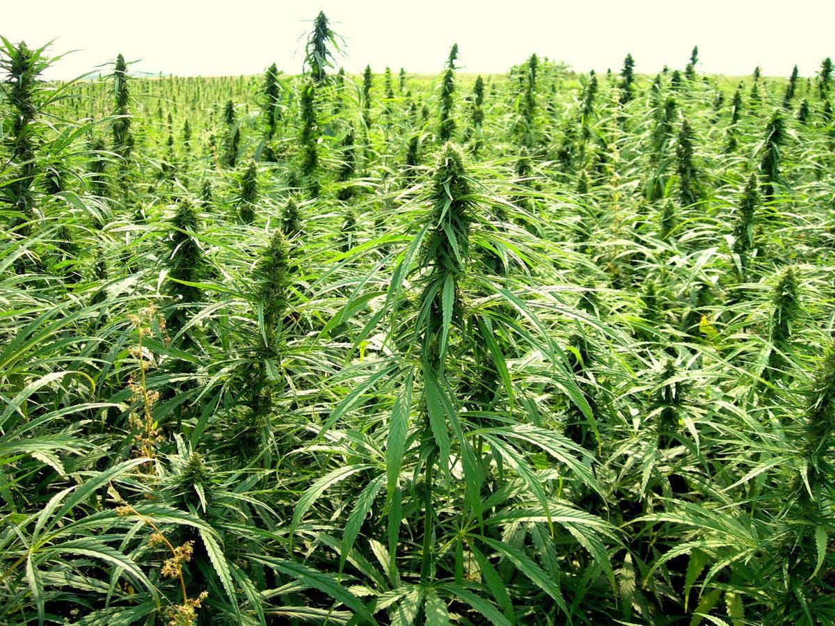 Hemp is Helping to Clean Radioactive Sites One Plant at a Time - Enecta.en
