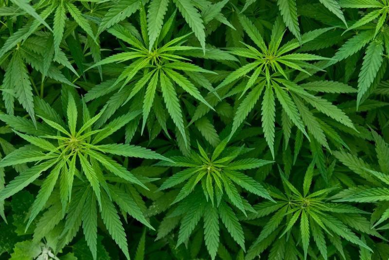 I luoghi comuni da sfatare sulla Cannabis-Enecta.en