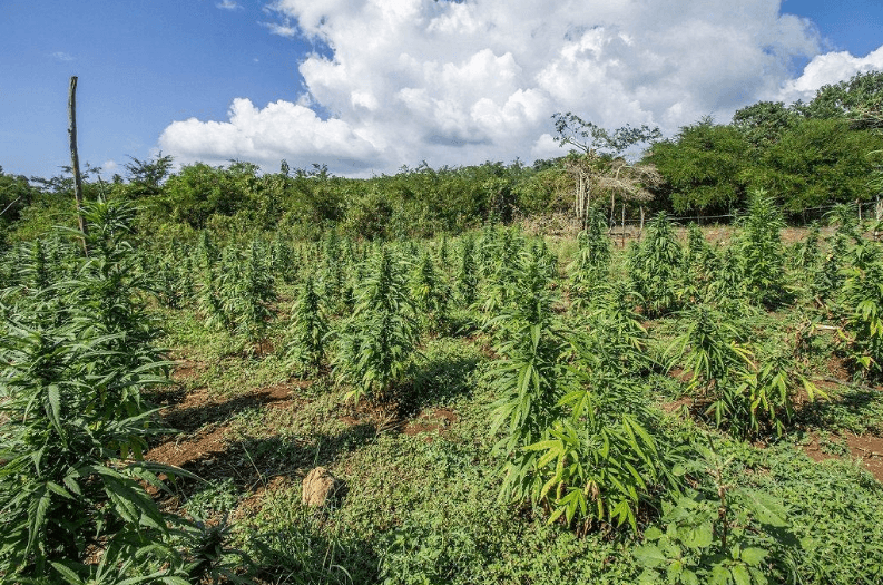 Nothing goes to waste with Hemp, today just like yesterday