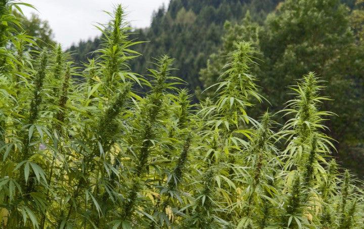 Study shows CBD Oil from Hemp is better than Synthetic Oil