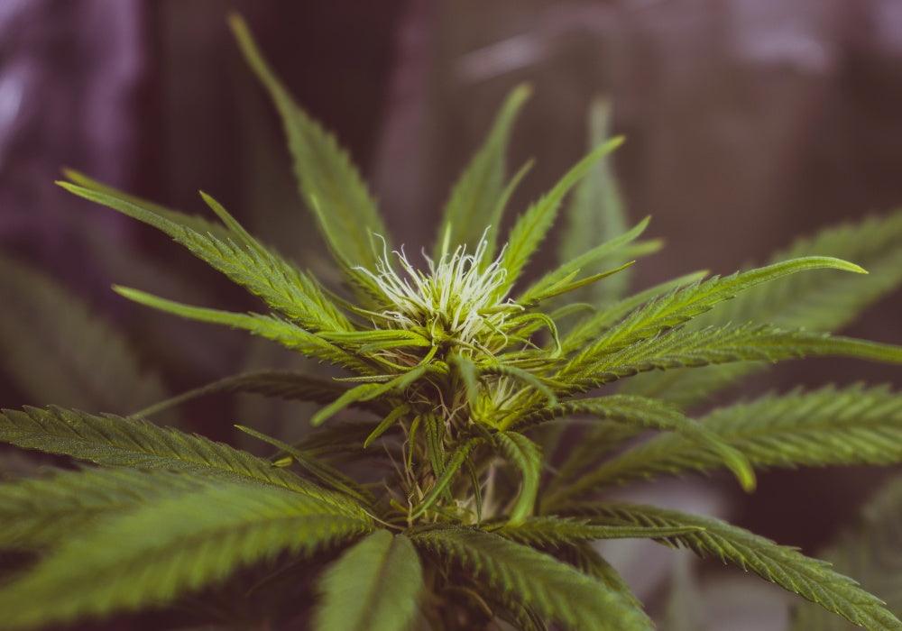 THC and Teens: Cannabis and The Teenage Brain - Enecta.en