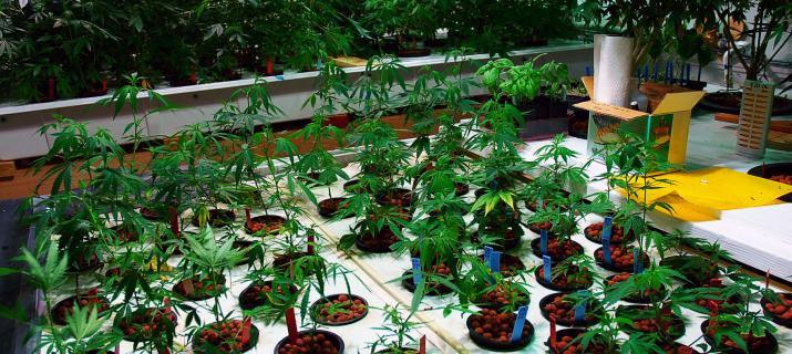 The Botanical Classification of Cannabis - Enecta.en