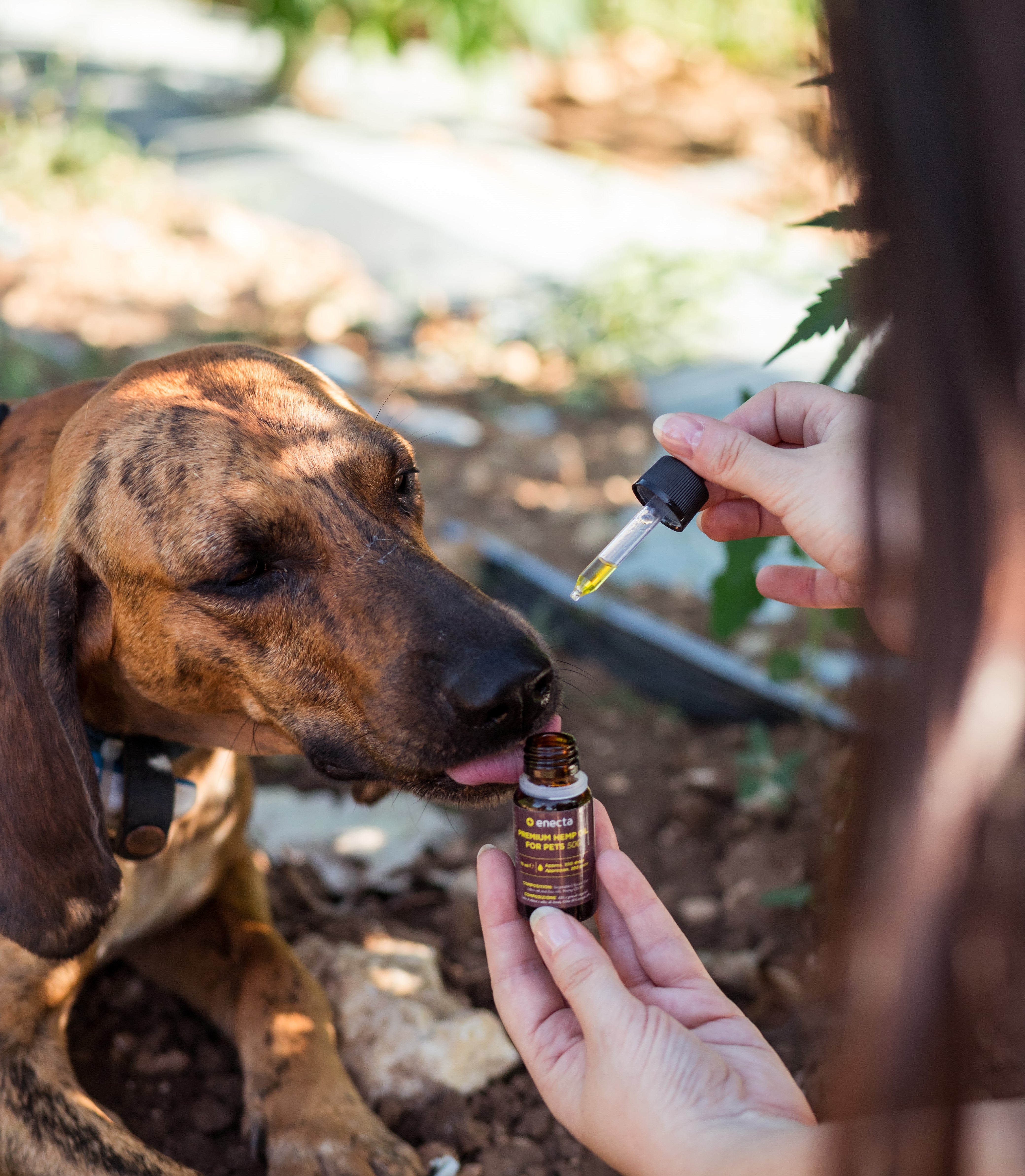 CBD for animals Enecta.en