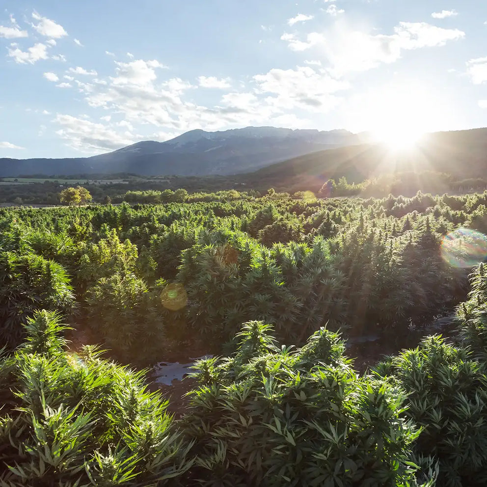 cbd-store-from-italy