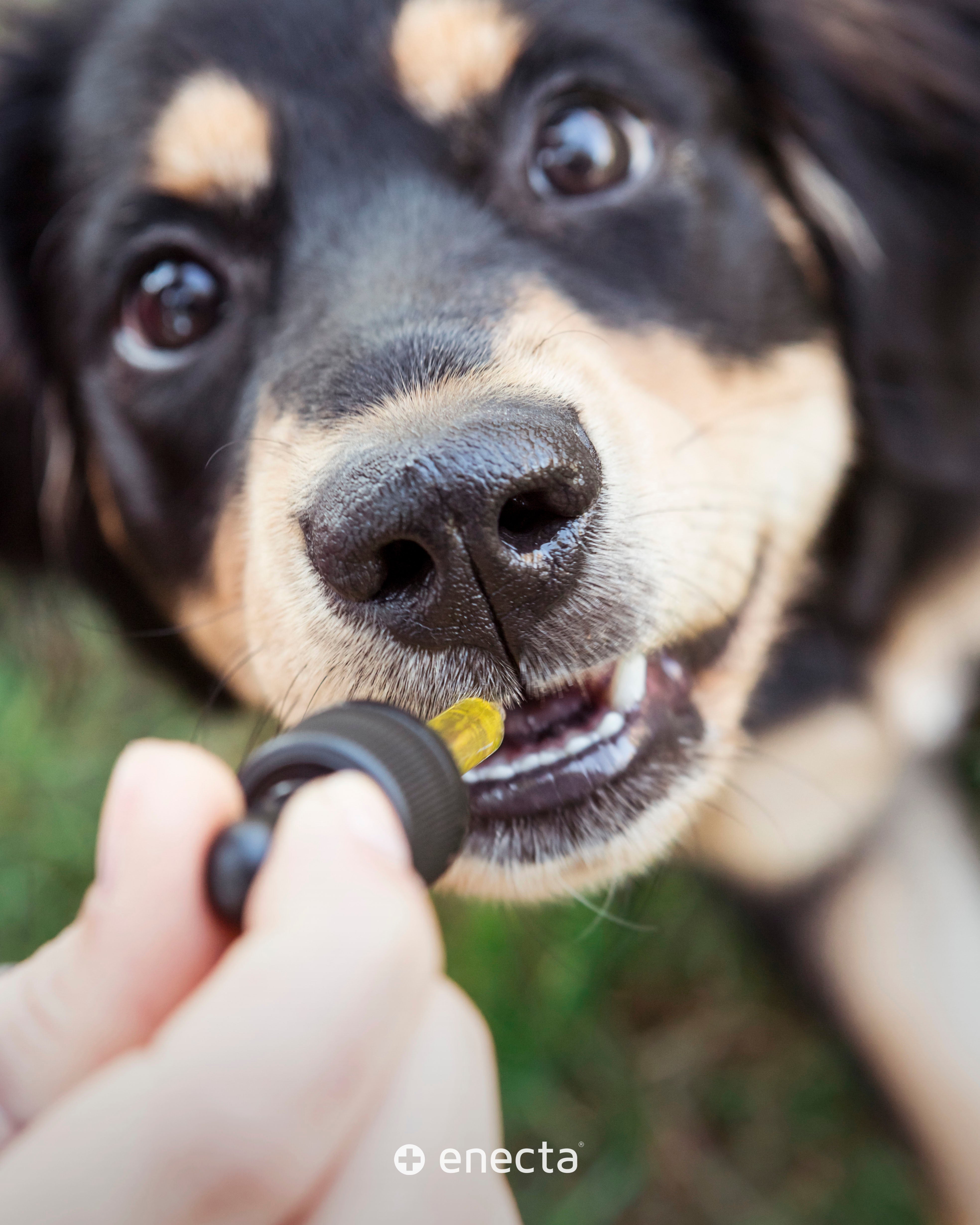 CBD for animals Enecta.en